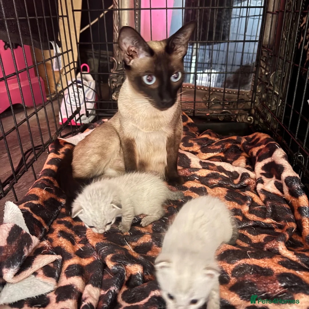 Oriental cats for sale: Only 2 remaining- snow orientals. 1 girl 1 boy - Advert 1