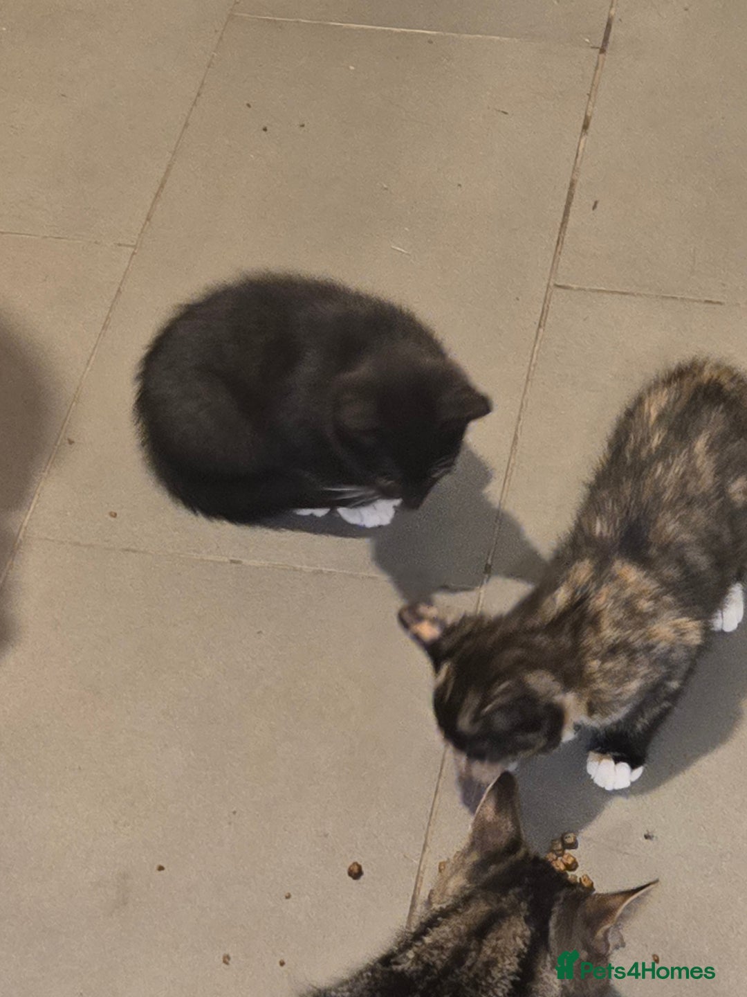 British Shorthair cats for sale: 2 kittens available now. B/w and calico - Image 3