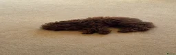 Poodle dogs for sale: Tiny boy teacup poodle  - Advert 8