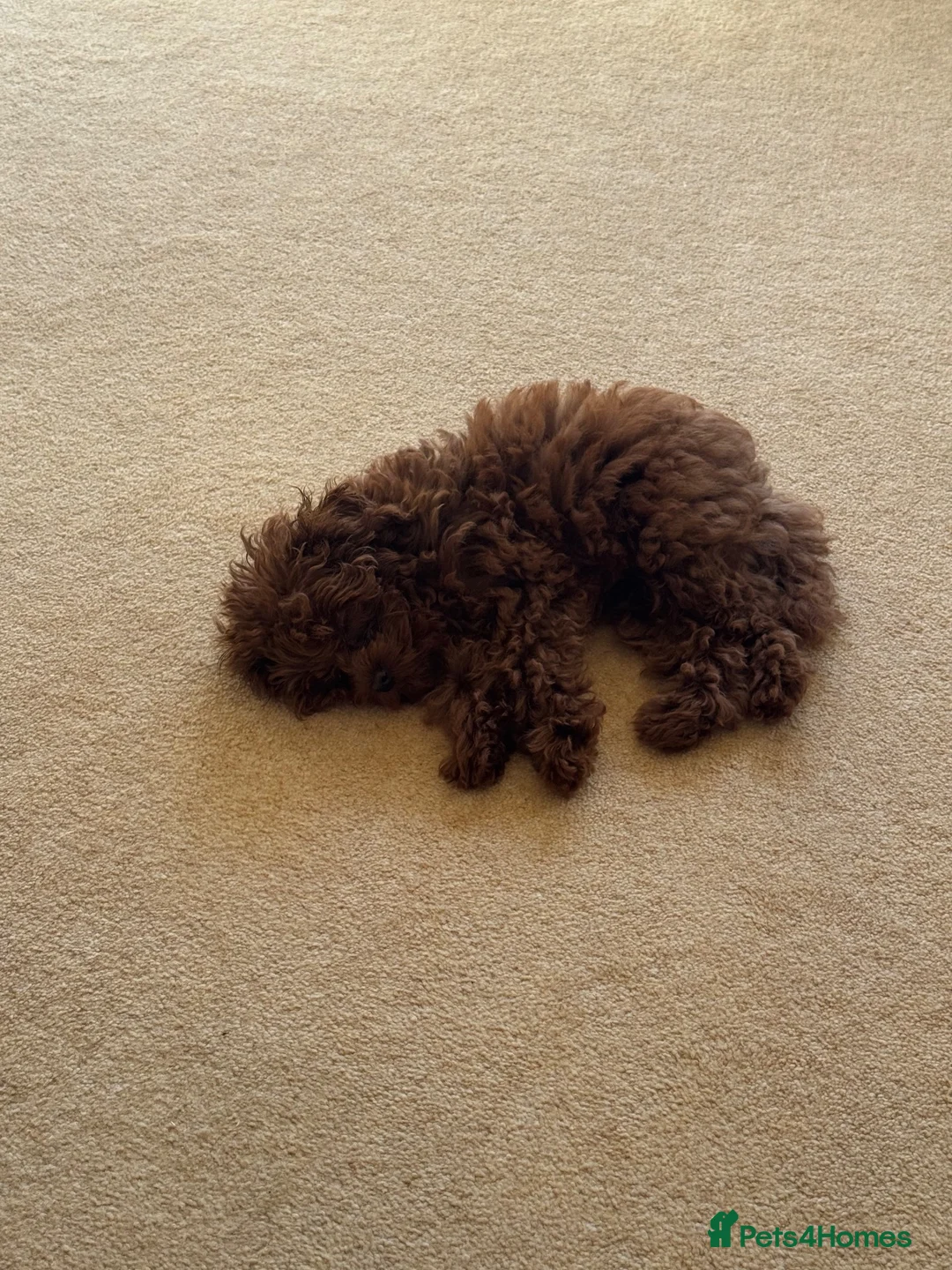Poodle dogs for sale: Tiny boy teacup poodle  - Advert 8