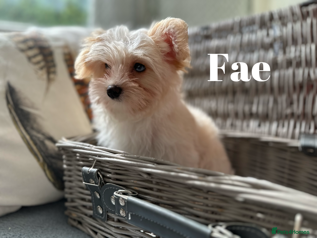 Yorkshire Terrier dogs for sale: Adorable Golddust Yorkshire Terrier Puppies - Image 18