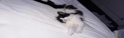 Mixed Breed cats for sale: Gorgeous fluffy kitten for sale.  - Advert 7