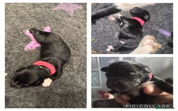 Mixed Breed dogs for sale: Collie cross (Dollie’s) - Image 5