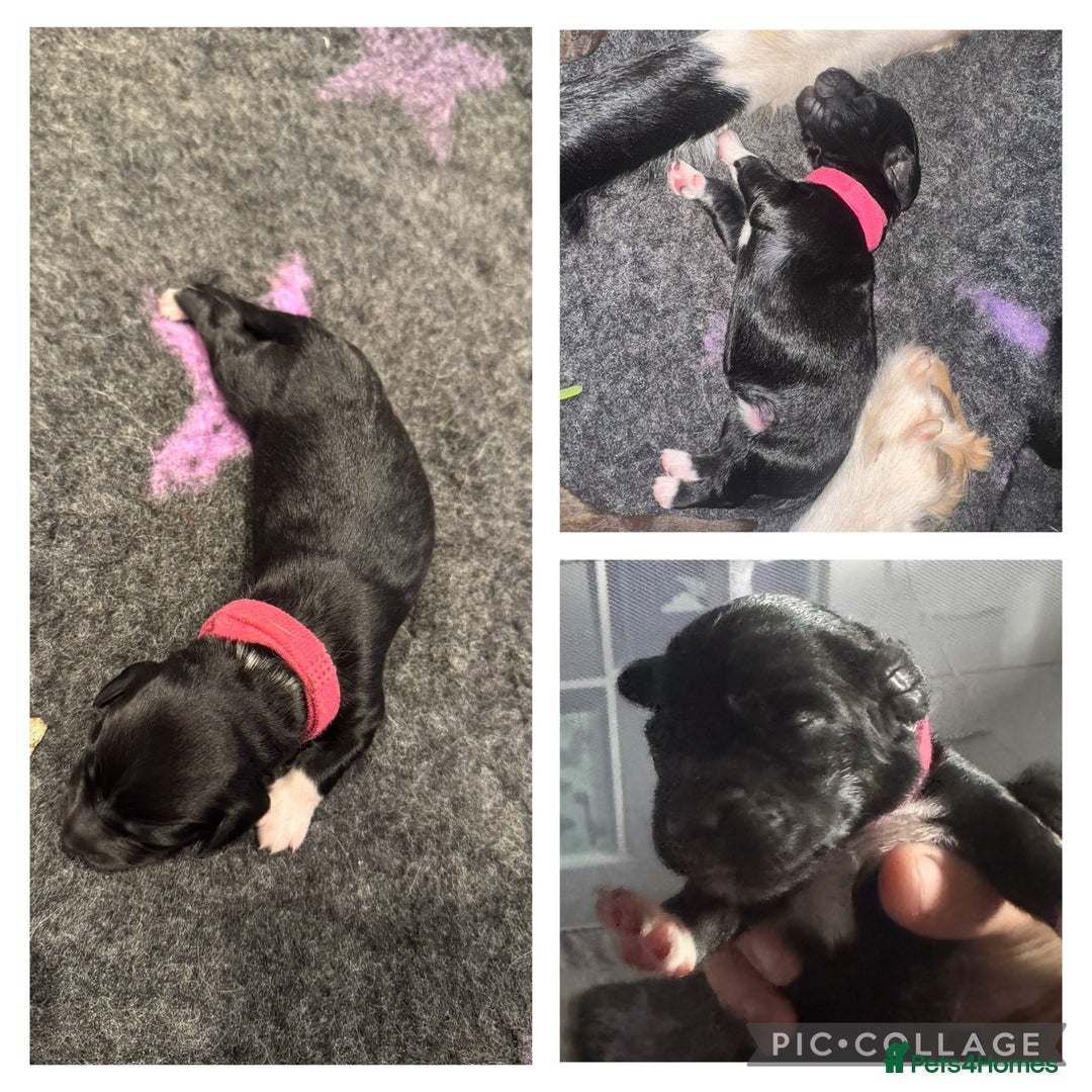 Mixed Breed dogs for sale: Collie cross (Dollie’s) - Image 5