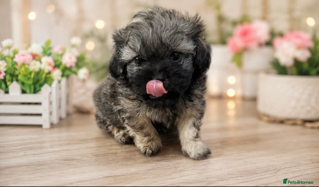 Toy Poodle dogs for sale: Peakpoos - Advert 36