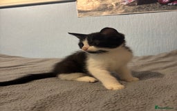 Mixed Breed cats for sale: 🖤🐱Kittens - Only 2 boys left! (Ready now)🐱🖤 in Bridgend - Image 8