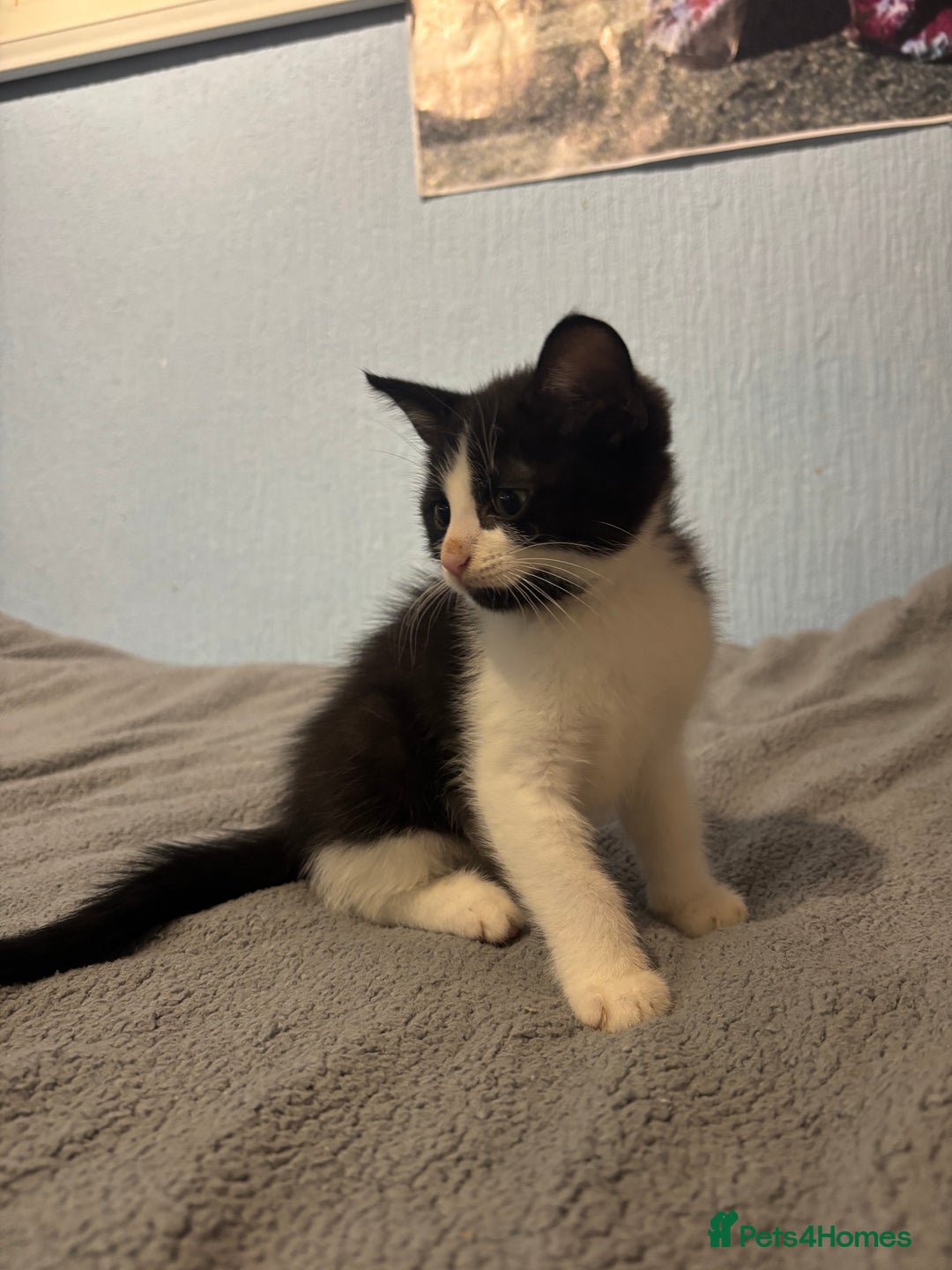 Mixed Breed cats for sale: 🖤🐱Kittens - Only 2 boys left! (Ready now)🐱🖤 in Bridgend - Image 8