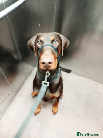 Dobermann dogs - Advert 5