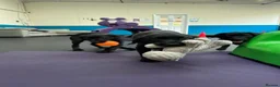 Labrador Retriever dogs for sale: Champion line labradors part trained - Advert 12