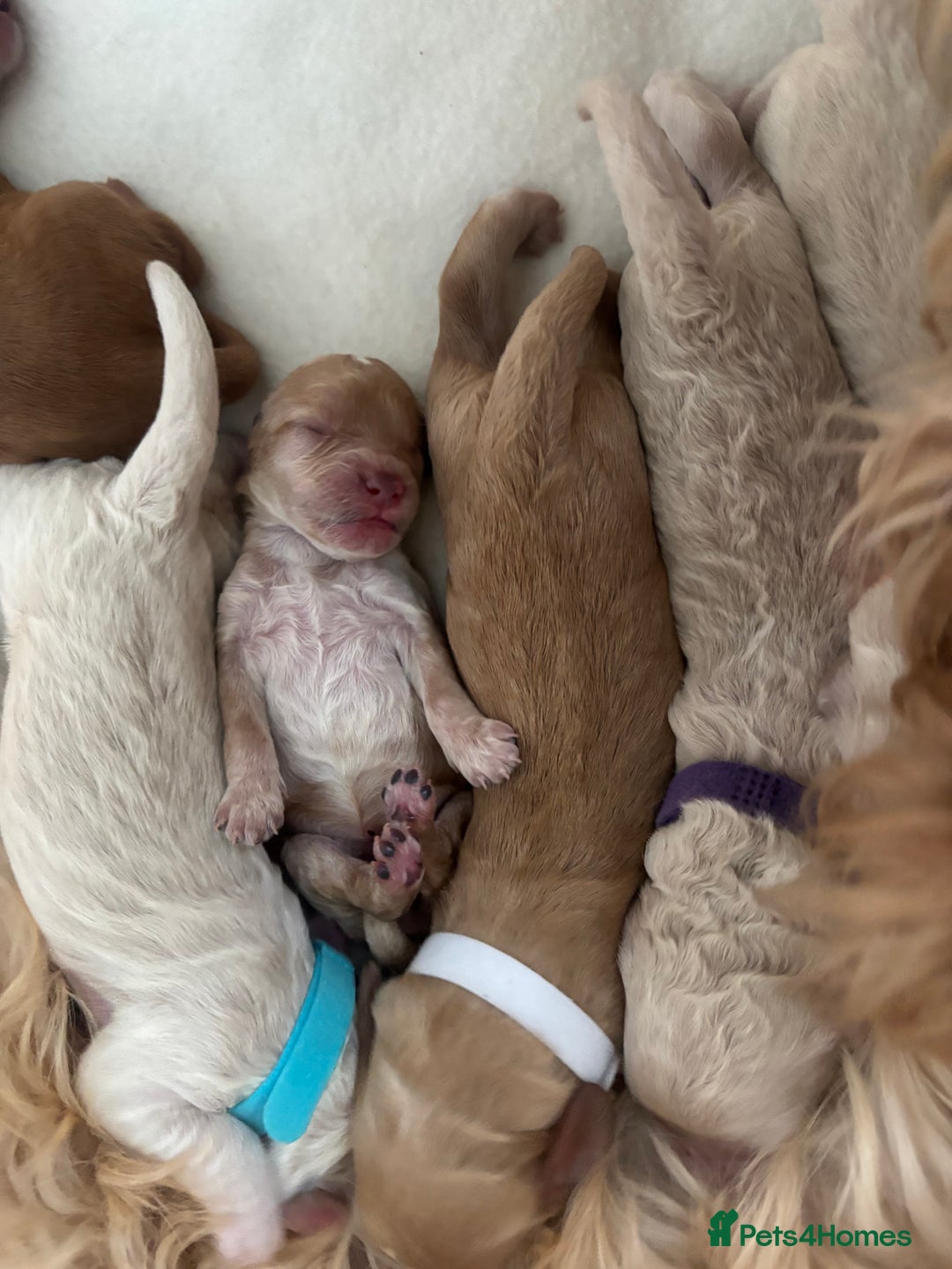Cockapoo dogs for sale: Cockapoo puppies for sale- extensive DNA tested - Image 13