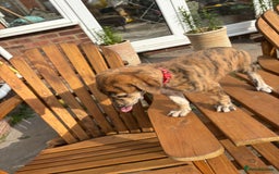Lurcher dogs for sale: Working lurcher pups  - Image 2