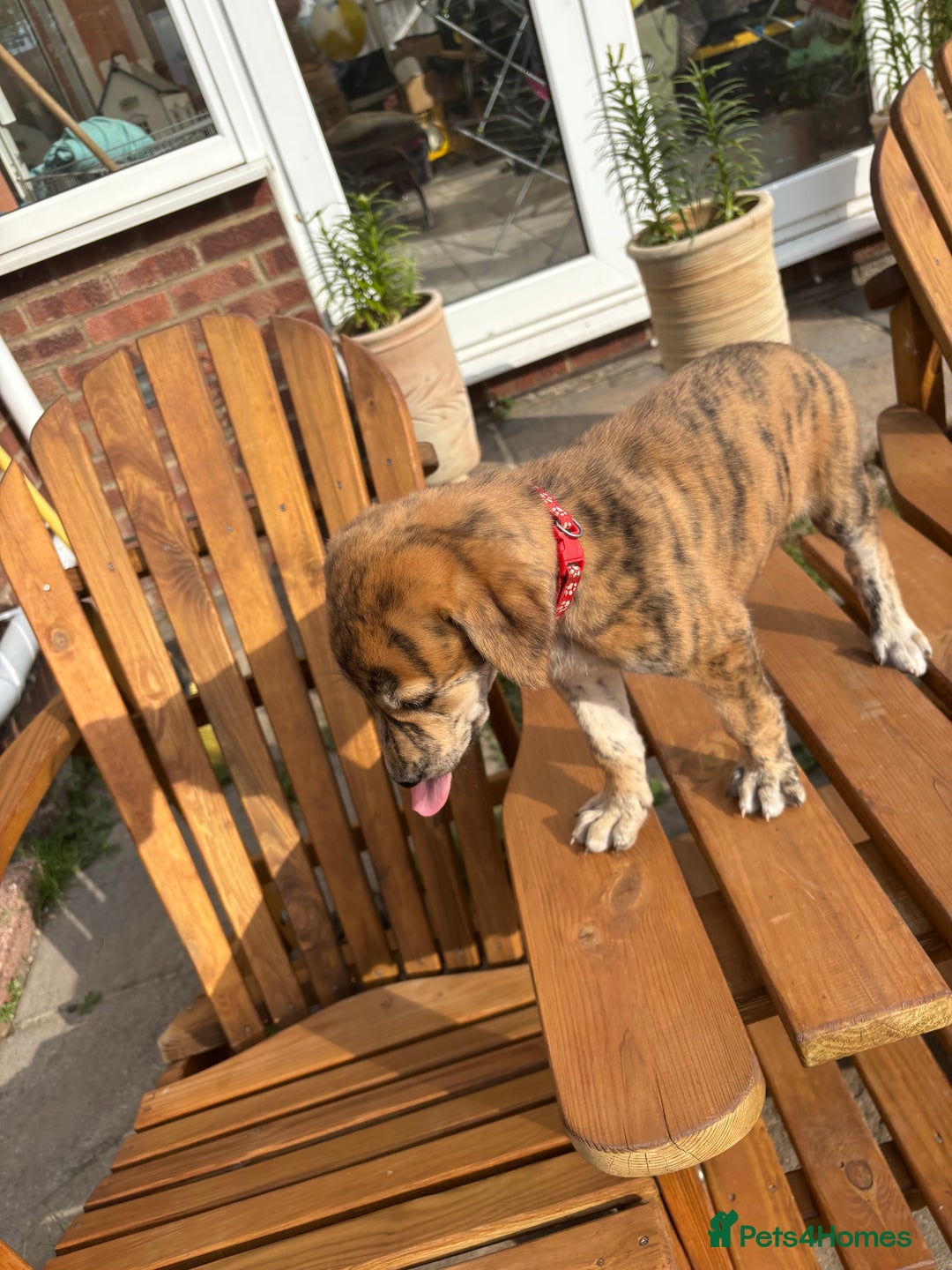 Lurcher dogs for sale: Working lurcher pups  - Image 2