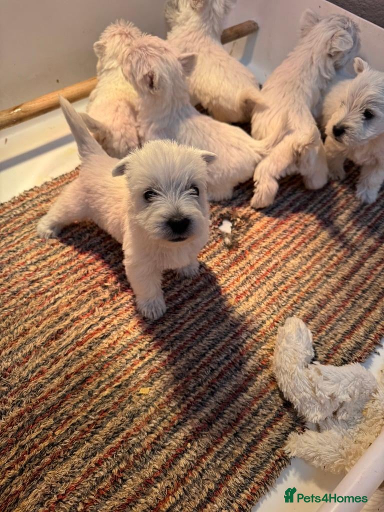 West Highland Terrier dogs for sale: Westie puppies - Advert 1