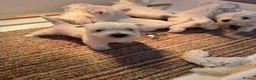 West Highland Terrier dogs for sale: Westie puppies - Advert 1