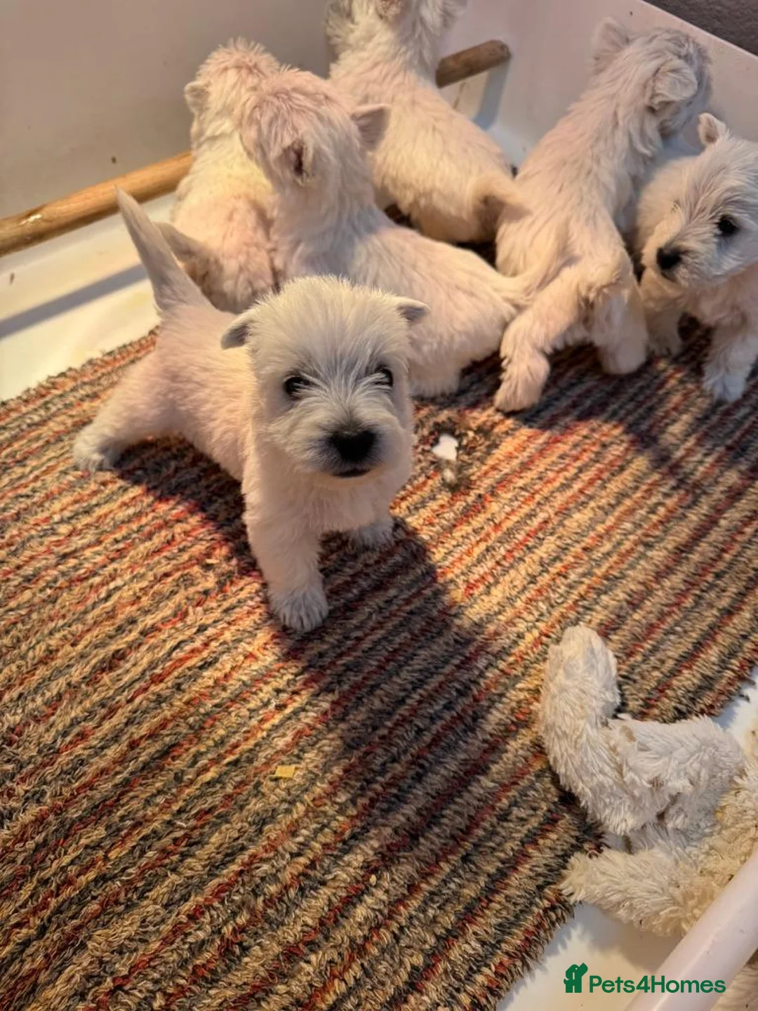 West Highland Terrier dogs for sale: Westie puppies - Advert 1