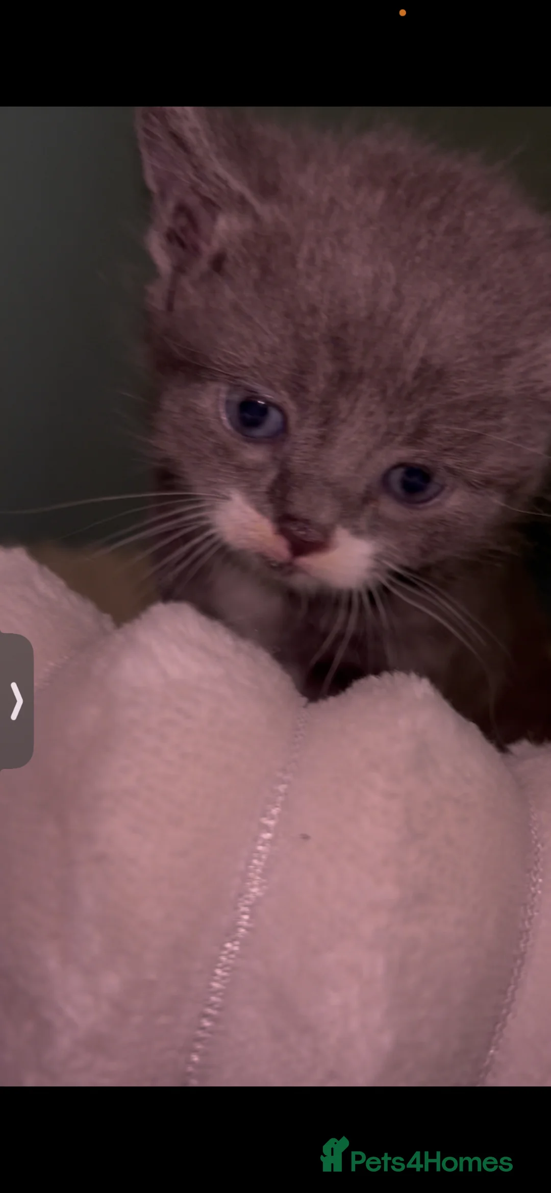 Mixed Breed cats for sale: Beautiful silver tabby’s kittens  in Aldershot - Advert 2