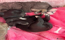 Pomchi dogs for sale: Primrose’s precious pomchi babies - Advert 12