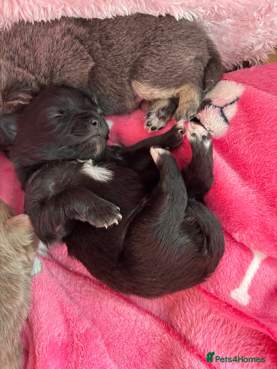 Pomchi dogs for sale: Primrose’s precious pomchi babies - Advert 12