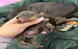Miniature Dachshund dogs for sale: Miniature dachshund pups for sale 2 boys 1 girl  - Image 4