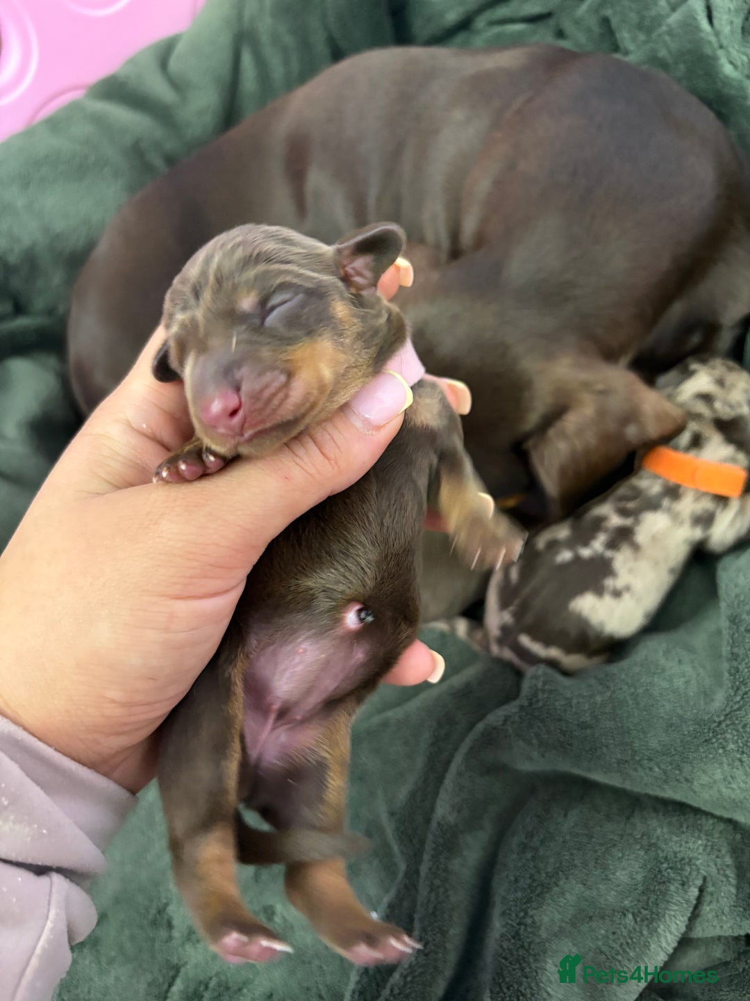 Miniature Dachshund dogs for sale: Miniature dachshund pups for sale 2 boys 1 girl  - Image 4