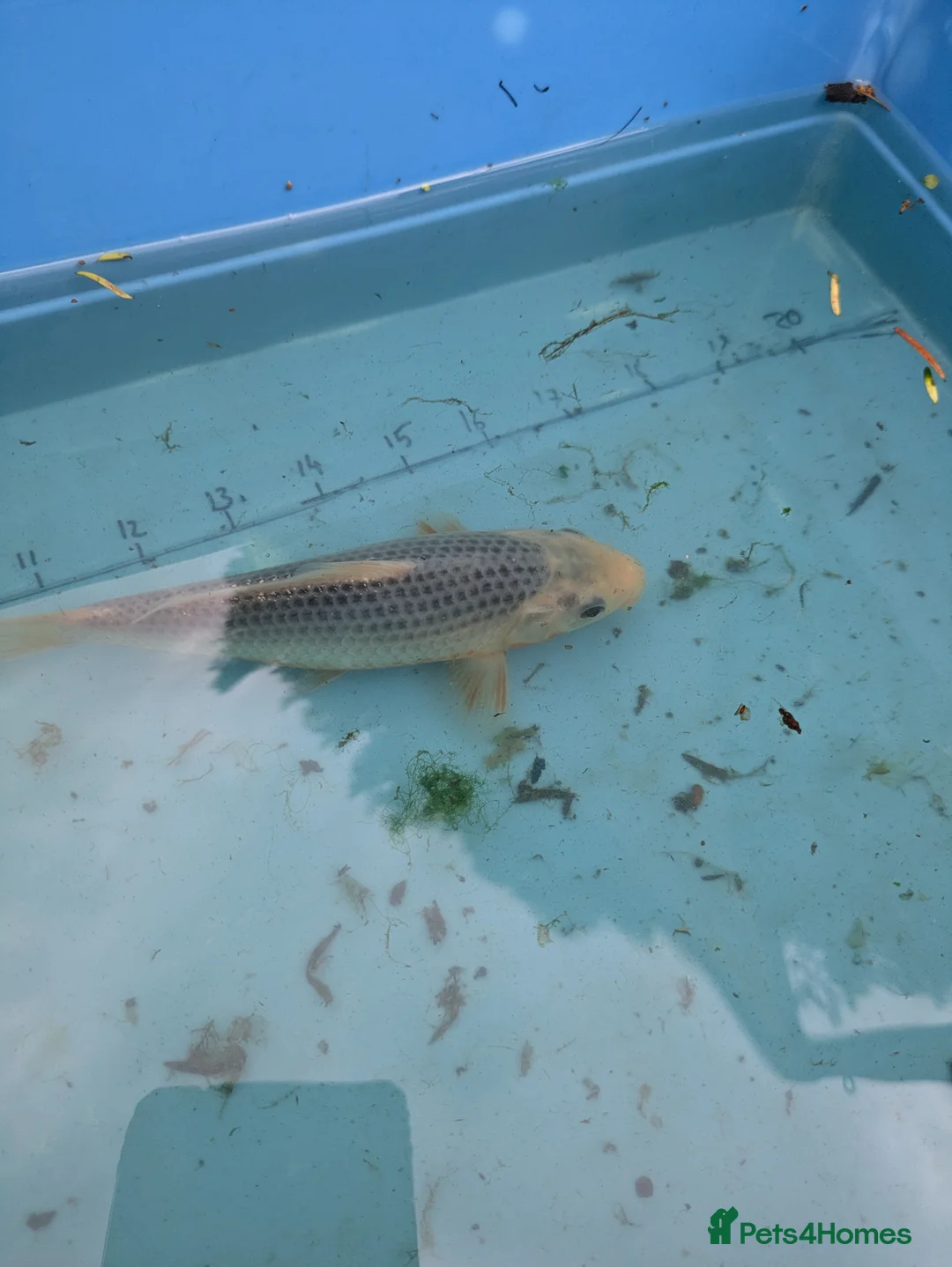 Koi Carp fish for sale: Koi carp close down pond  - Advert 6