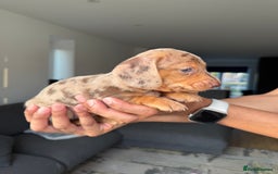 Dachshund dogs for sale: Miniature Dachshund Litter - Image 5