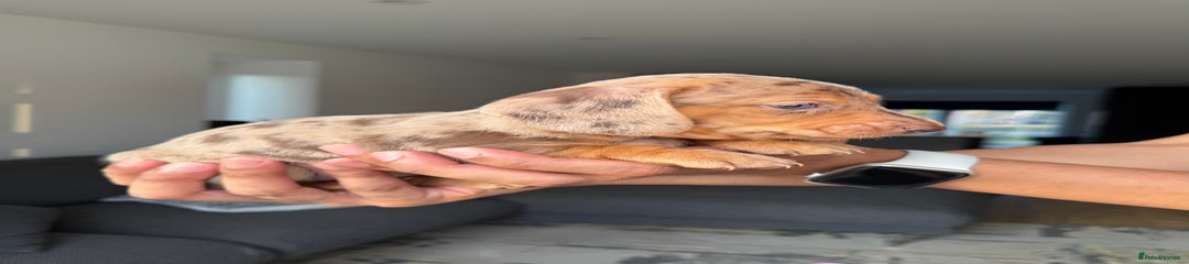 Female Dapple Dachshund