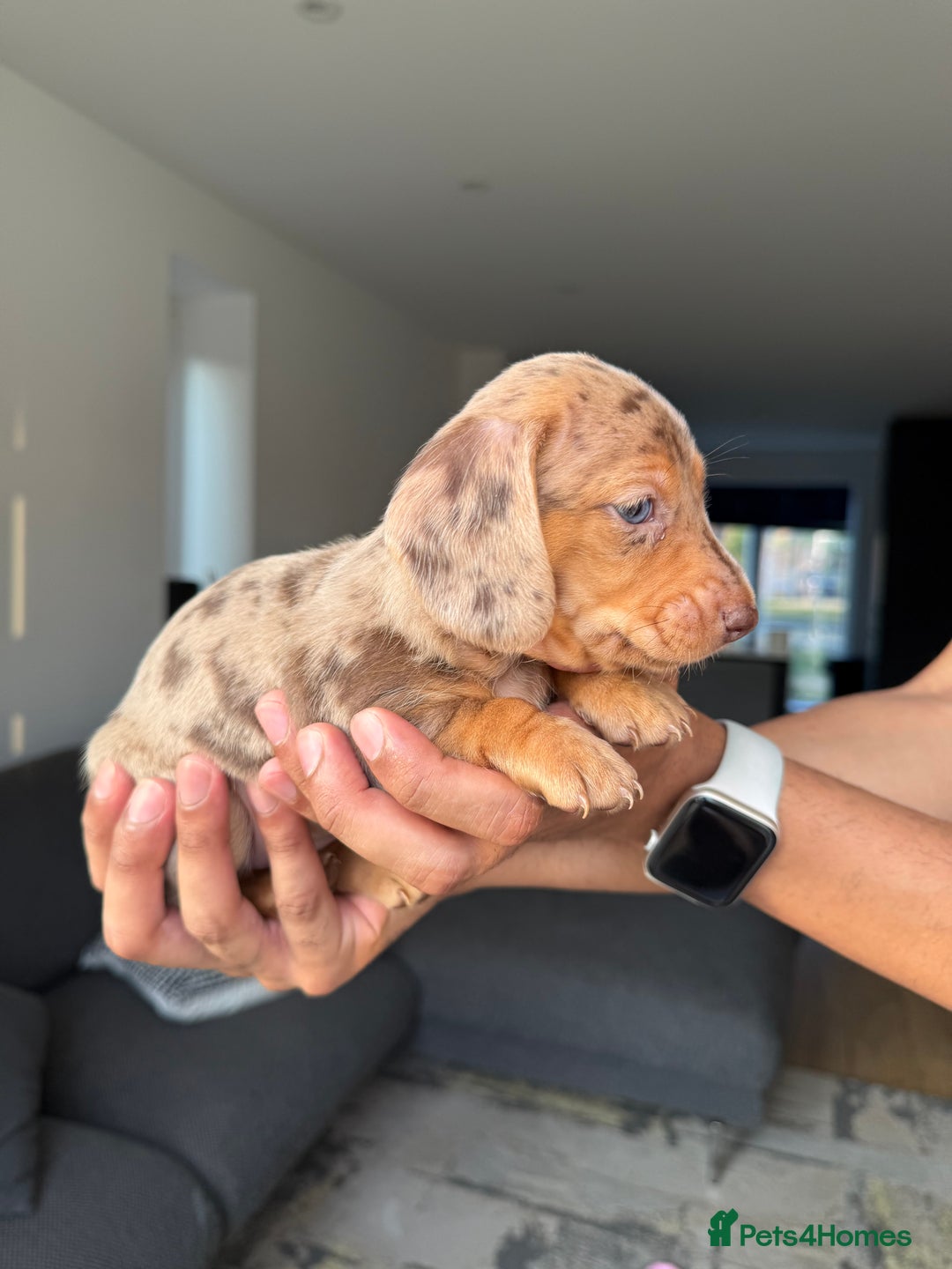 Dachshund dogs for sale: Miniature Dachshund Litter - Image 5
