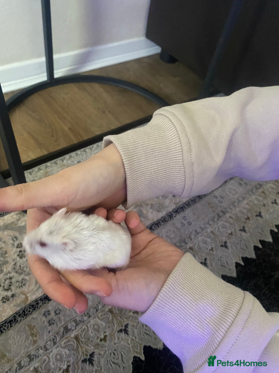 Hamster rodents for sale: Russian Dwarf Hamsters - Advert 3