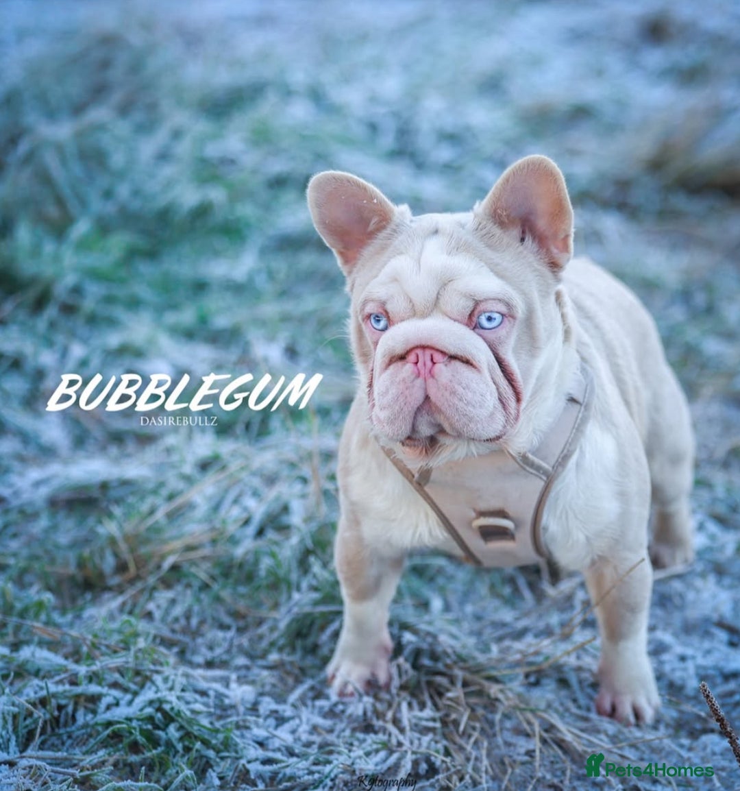 French Bulldog dogs for sale: GORGEOUS CARAMEL PINK MALE NEEDS A HOME 🏡  - Image 3