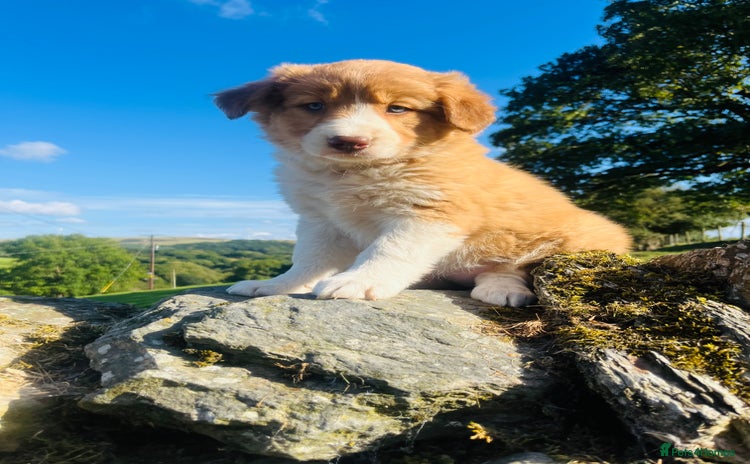 Border Collie dogs - Advert 3