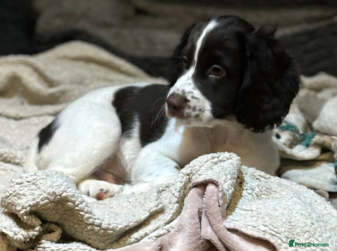 Cocker Spaniel dogs for sale: Last boy left !! working cocker spaniels - Advert 25