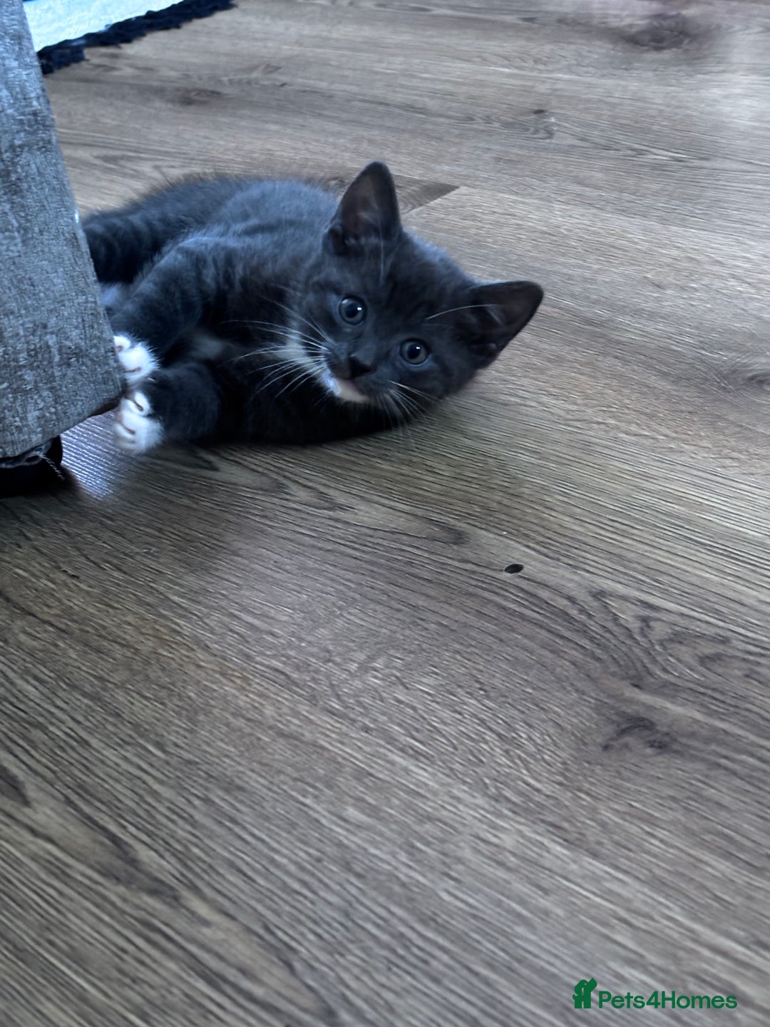 Domestic Shorthair cats for sale: Adorable Grey Tuxedo Kitten – Ready Soon - Image 2