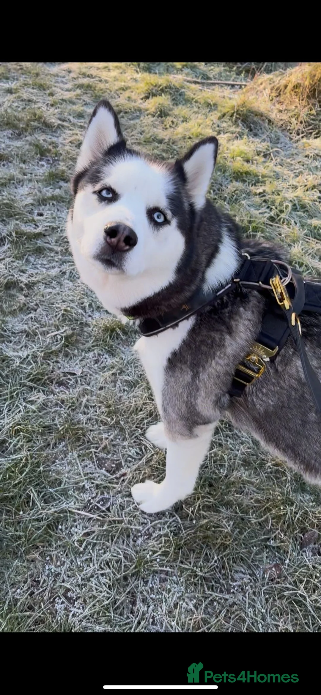 Siberian Husky dogs for sale: Gorgeous Siberian husky puppies - Advert 11