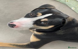 Mixed Breed dogs for sale: Beautiful boy Jax  - Image 2
