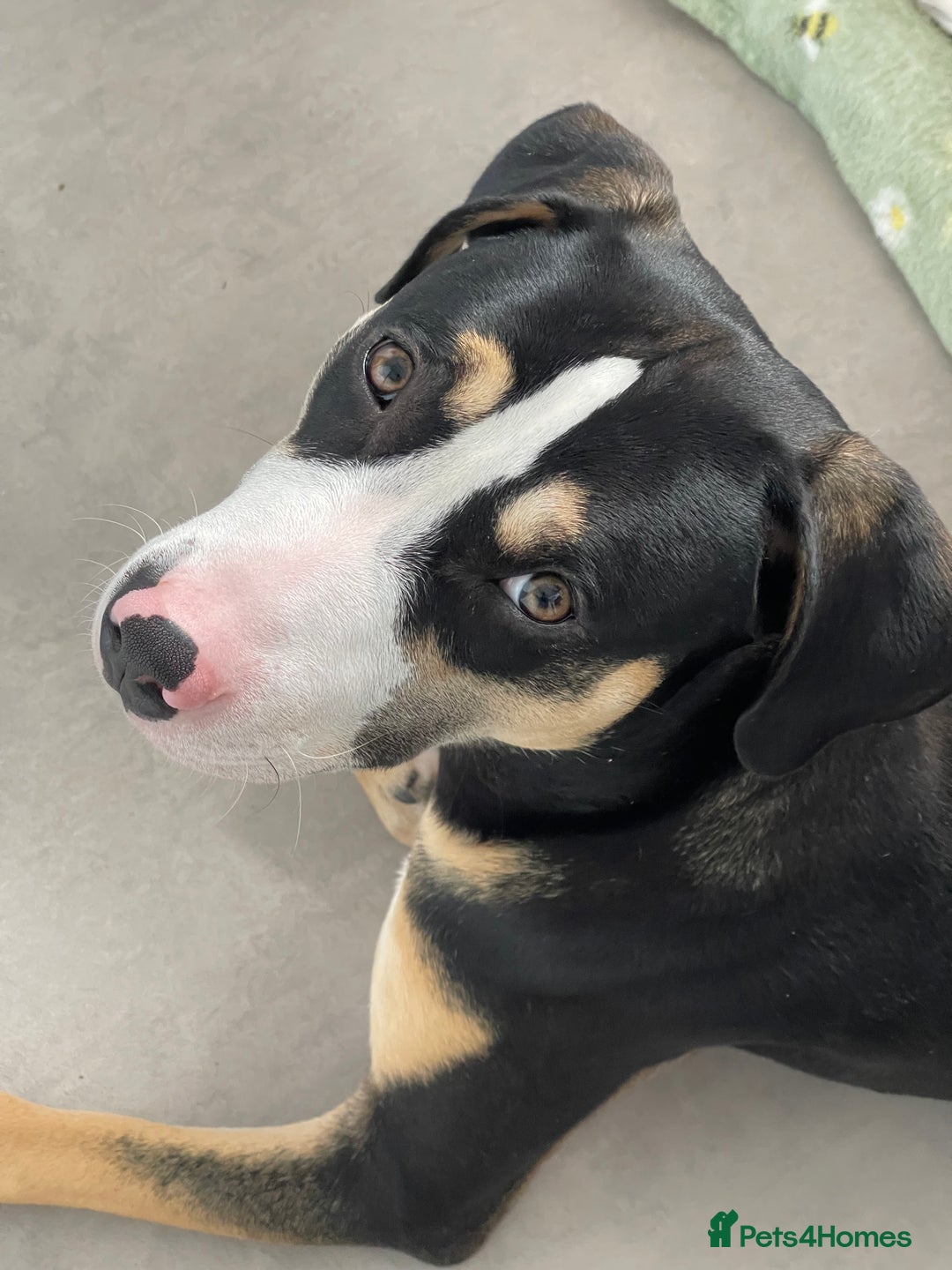 Mixed Breed dogs for sale: Beautiful boy Jax  - Image 2
