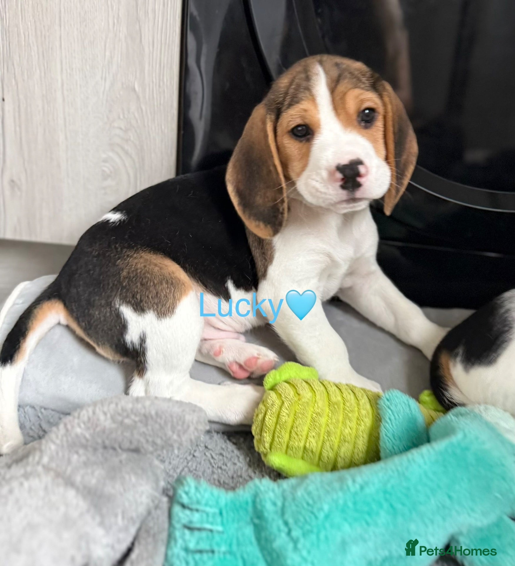 Beagle dogs for sale: Beagle puppies 🐶🐾 ready to leave!!🩷🩵 - Advert 2