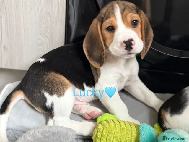 Beagle dogs for sale: Beagle puppies 🐶🐾 ready to leave!!🩷🩵 - Advert 2