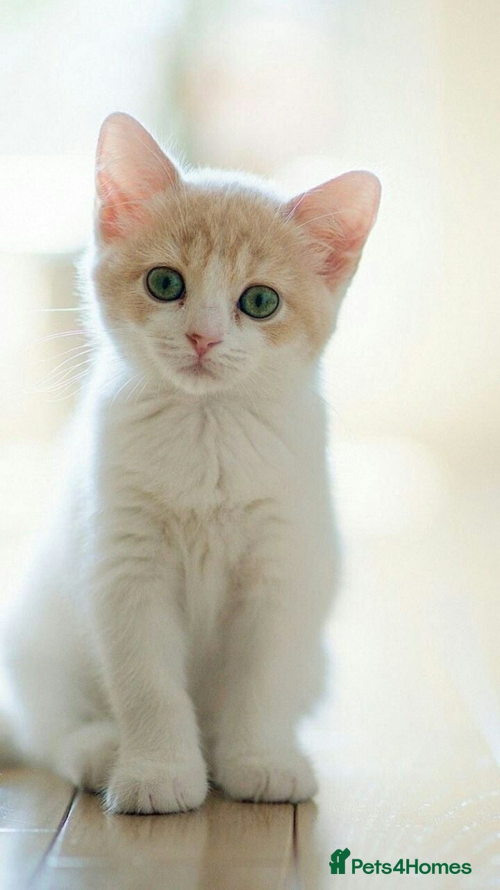 CAT TWO