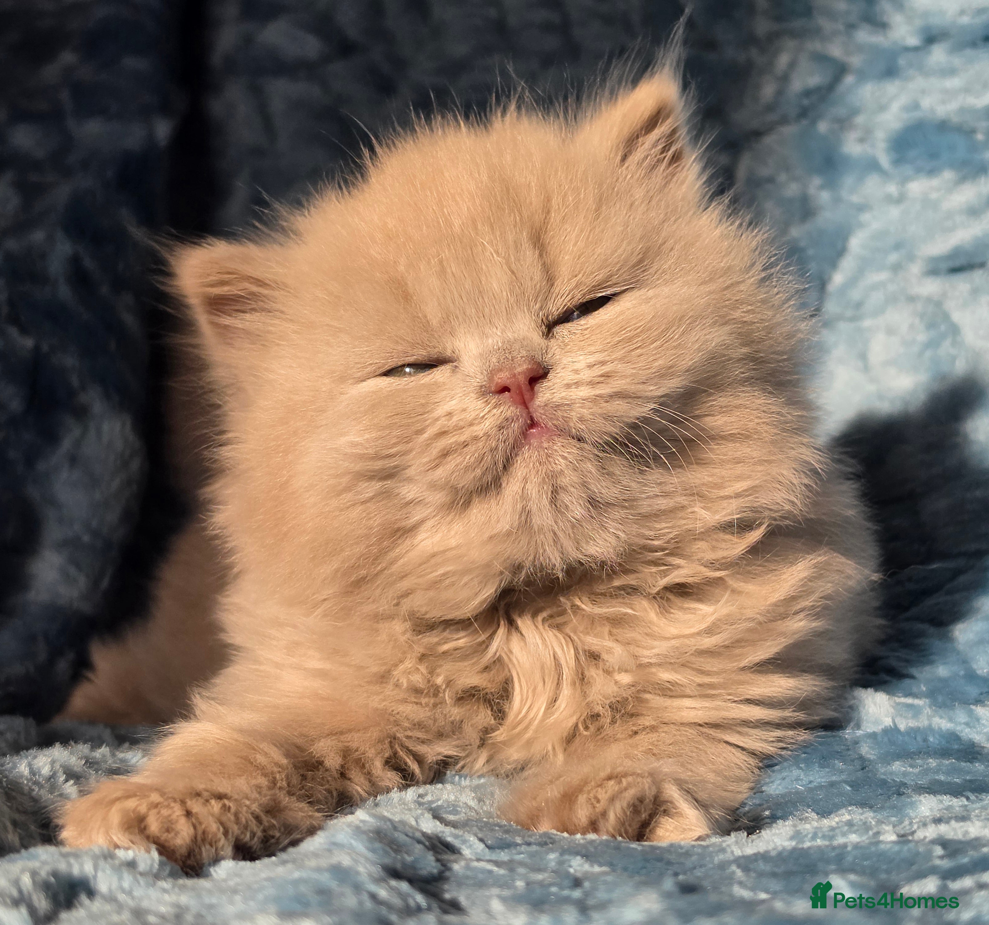 British Longhair cats TICA Registered British longhair kittens - Advert 2