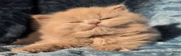 British Longhair cats for sale: TICA Registered British longhair kittens - Advert 4