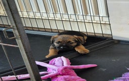 Border Terrier dogs for sale: Stunning border terrier puppys - Image 8