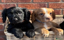 Cocker Spaniel dogs for sale: Ready Now - Cocker spaniel puppies - Image 5