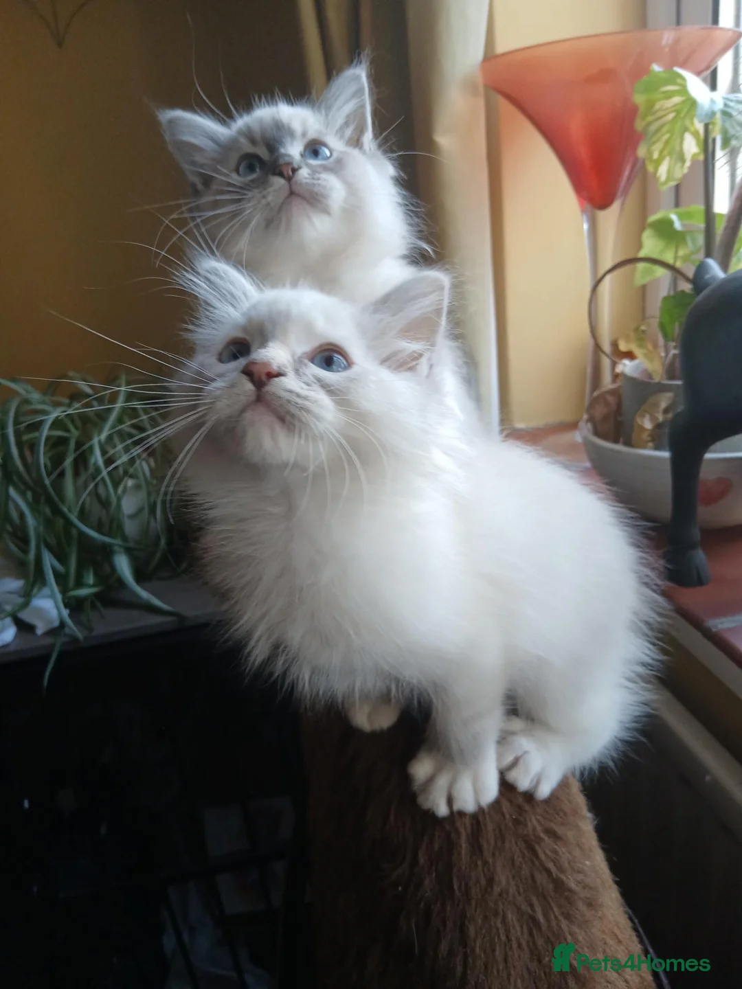 Ragdoll cats for sale: Beautiful brother and sister Ragdoll kittens - Advert 2