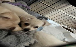 Chihuahua dogs for sale: Long haired chihuahua  - Image 3