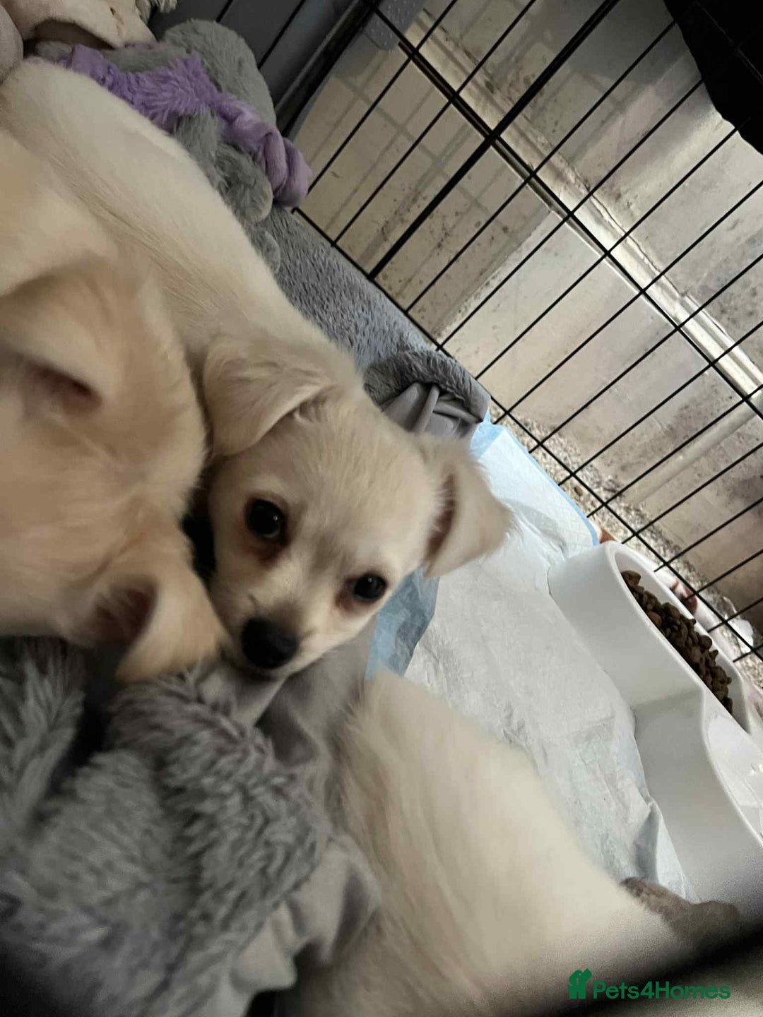 Chihuahua dogs for sale: Long haired chihuahua  - Image 3