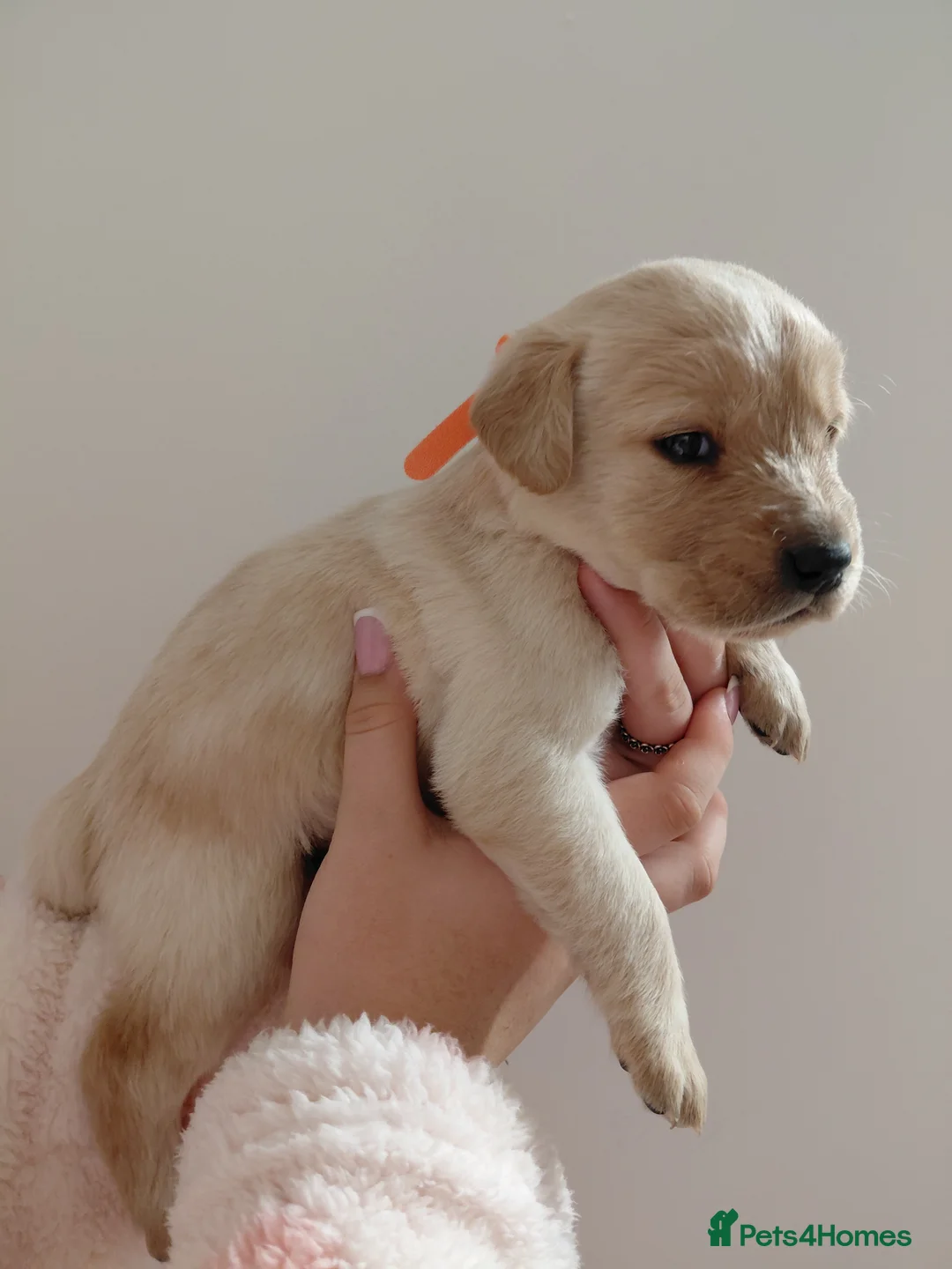 Labrador Retriever dogs for sale: Pure bred labrador puppies - Advert 25