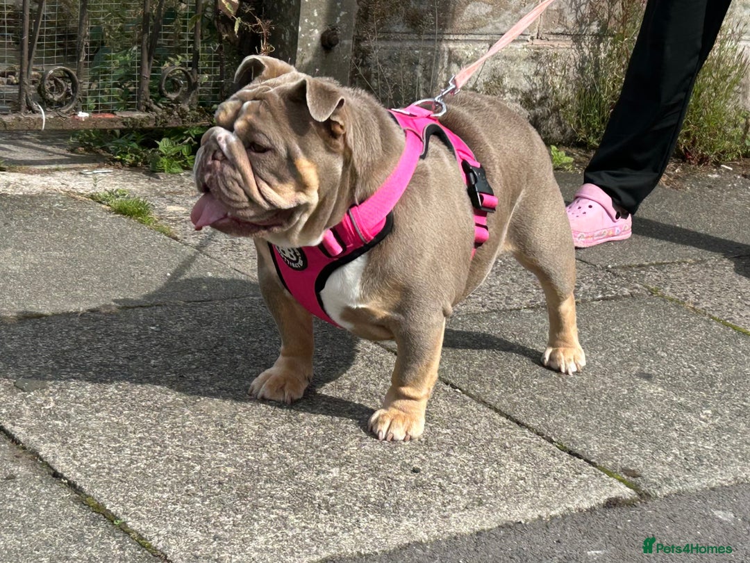 English Bulldog dogs for sale: English bulldog for re homing  - Advert 1
