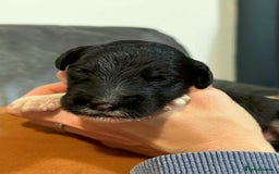 Sheepadoodle dogs for sale: Lovely Litter of F1 Sheepadoodles 5⭐️ license  - Image 7