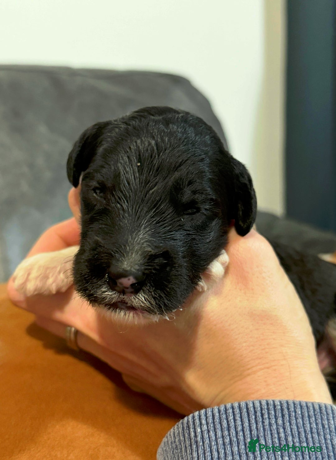Sheepadoodle dogs for sale: Lovely Litter of F1 Sheepadoodles 5⭐️ license  - Image 7